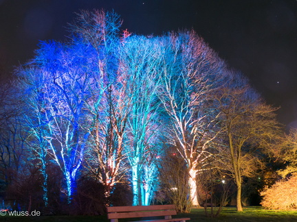 Bäume beleuchtet
