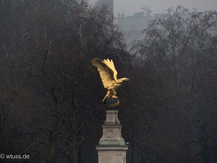 goldener adler