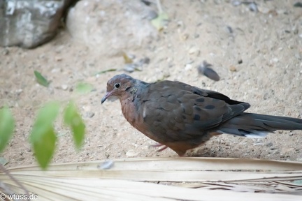 Burgers Zoo-0654