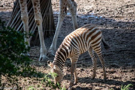 Burgers Zoo-0874