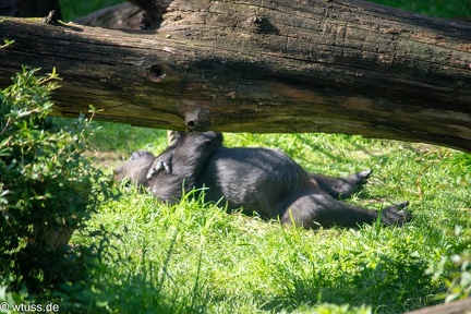 Burgers Zoo-0917
