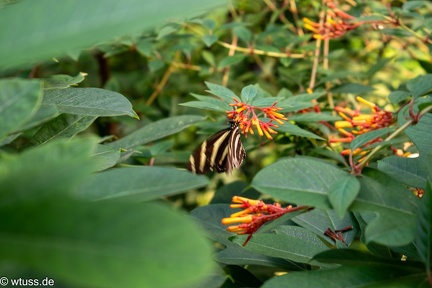 Burgers Zoo-0991