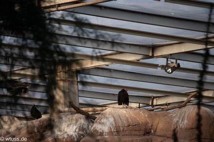 BurgersZoo-0635