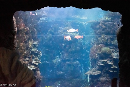 BurgersZoo-0799