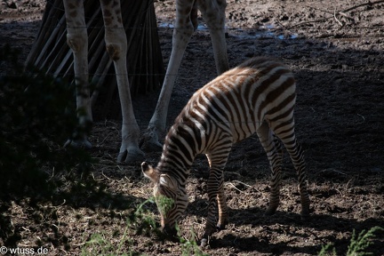 BurgersZoo-0873