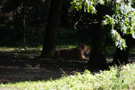 BurgersZoo-0909